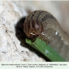 hipparchia pellucida daghestan larva5a